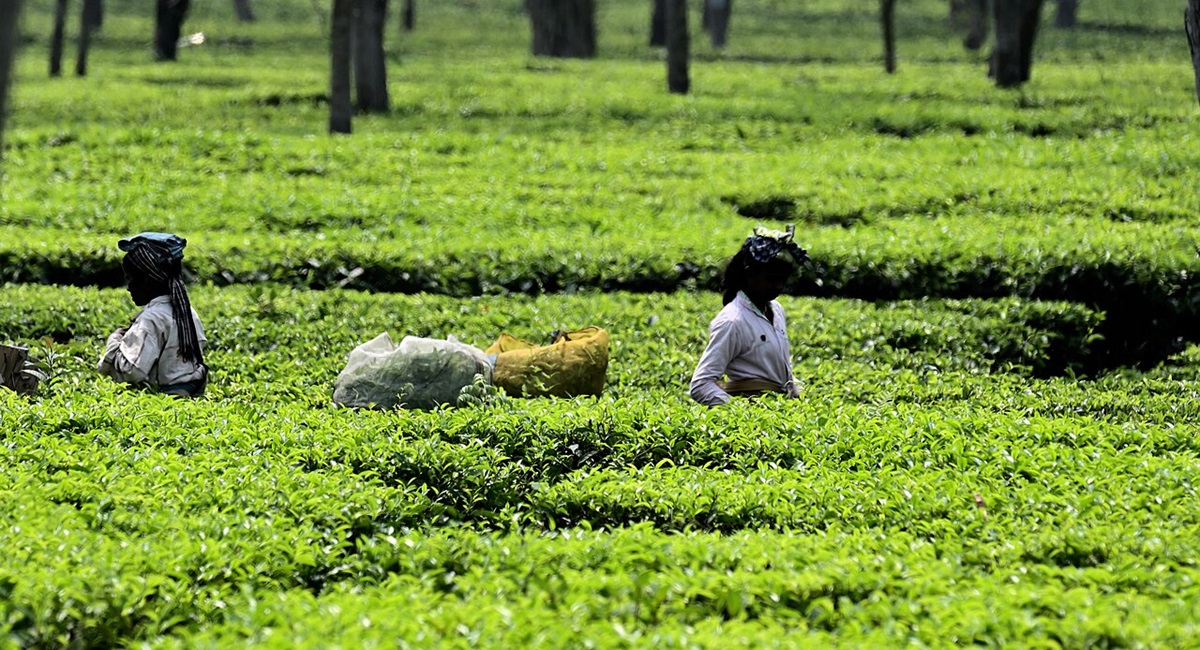 Assam Cabinet Provides 20% Bonus to Tea Workers Ahead of Durga Puja